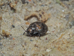 Pelochares versicolor