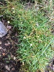 Mononeuria groenlandica