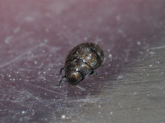 Pelochares versicolor