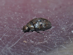 Pelochares versicolor