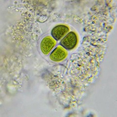 Chroococcus turgidus