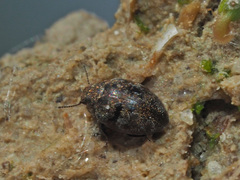 Pelochares versicolor