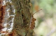 Centrocoris spiniger