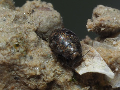 Pelochares versicolor