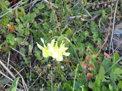 Narcissus triandrus pallidulus