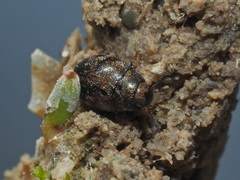 Pelochares versicolor