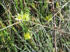 Narcissus triandrus pallidulus