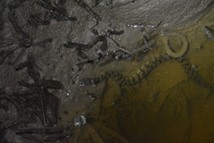 Cerberus schneiderii