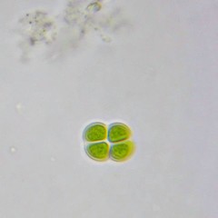 Chroococcus turgidus