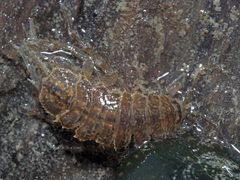 Asellus aquaticus