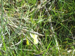 Narcissus triandrus pallidulus