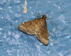 Steniini