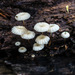Marasmius Subsect. Marasmius - Photo (c) Bill Sheehan, some rights reserved (CC BY-SA), uploaded by Bill Sheehan