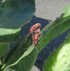Tetraopes annulatus
