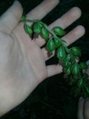 Epipactis helleborine