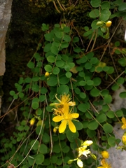 Hypericum nummularium
