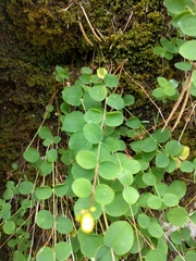 Hypericum nummularium