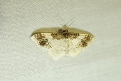 Hydrelia condensata