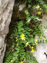 Hypericum nummularium