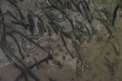 Cerberus schneiderii