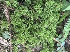 Leucolepis