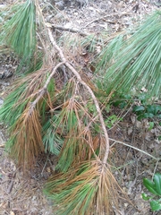 Pinus taeda