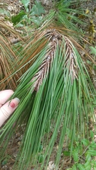 Pinus taeda