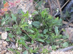 Viola kitaibeliana