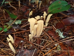 Clavariadelphus ligula