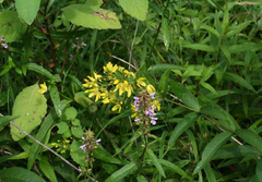 Lysimachia davurica