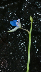 Utricularia