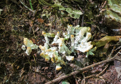 Sebacinaceae