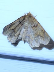 Metarranthis obfirmaria