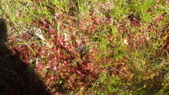 Drosera × obovata