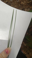 Pinus taeda