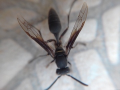 Mischocyttarus cassununga