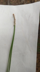 Pinus taeda