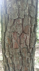 Pinus taeda