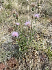 Cirsium wheeleri