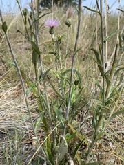 Cirsium wheeleri