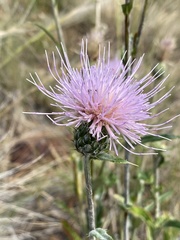 Cirsium wheeleri