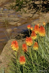 Kniphofia fluviatilis