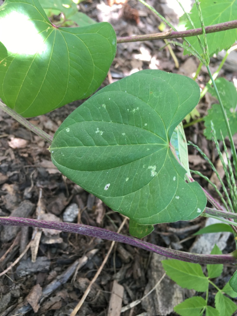 Cinnamon vines from Marvin St, Montpelier, VT, US on August 22, 2020 at