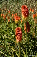 Kniphofia linearifolia