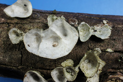 Poronidulus conchifer image