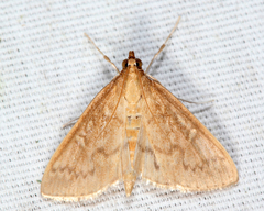 Framinghamia helvalis
