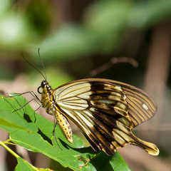 Papilio dardanus