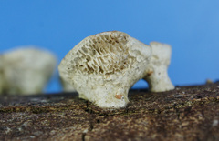 Poronidulus conchifer image