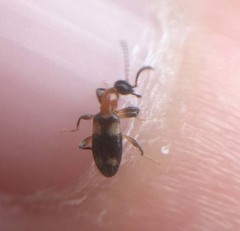 Stricticomus valgipes