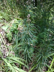 Asperula molluginoides
